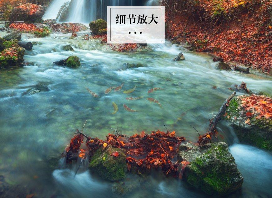大鹰森林逃生
